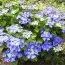 Гортензия Nizza Blue фото