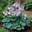 Хоста Blue Mouse Ears фото