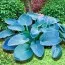 Хоста Buckshaw Blue фото