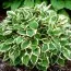 Хоста Diamond Tiara фото