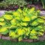 Хоста Green Yellow фото