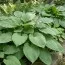 Хоста Kingsize фото