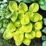 Хоста Maui Buttercups фото
