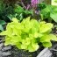 Хоста Miracle Lemony фото