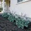 Хоста Ruffled Mouse Ears фото