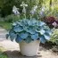 Хоста Ruffled Mouse Ears фото