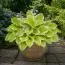 Хоста Sunshine Glory фото