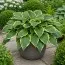 Хоста Yellow River фото