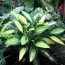 Хоста Gypsy Rose фото