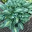 Хоста Kiwi Full Monty фото