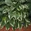 Хоста Moerheim фото