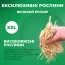 Хоста Delta Dawn фото