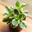 Колумбийская Корица (Peperomia) фото