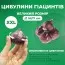 Гиацинт Bestseller фото