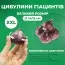 Гиацинт Purple Star фото