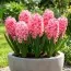 Гиацинт Махровый Spring Beauty фото