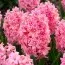 Гиацинт Махровый Spring Beauty фото