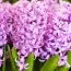 Гиацинт Purple Pride фото