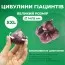 Гиацинт Микс 100 фото