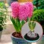 Гиацинт Pink Pearl Diamond (горшок 9 см) Collection фото