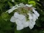 Гортензия Lanarth White фото