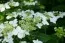 Гортензия Lanarth White фото