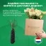 Гортензия Royal Flower фото