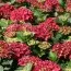 Гортензия Hot Red фото