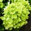Гортензия Little Lime фото