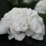 Гортензия Sneeuwbal фото