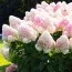 Гортензия Summer Love фото