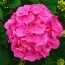 Гортензия Bouquet Rose фото