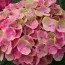 Гортензия 'Magical Amethyst' rose фото