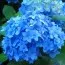 Гортензия Nikko Blue фото