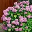 Гортензия Pink Sensation фото