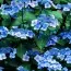 Гортензия Bluebird фото