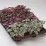 Гипоэстес Confetti XL Mix фото