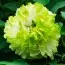 Пион Green Jade Lu Mu Ying Yu древовидный фото