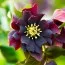 Морозник Purple Double фото