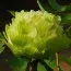 Пион Green Jade Lu Mu Ying Yu древовидный фото