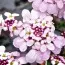 Иберис Pink Ice фото