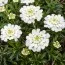 Иберис Snowflake фото