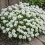 Иберис Snowflake фото