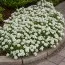 Иберис Snowflake фото