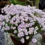 Иберис Pink Ice фото