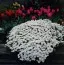 Иберис Snowflake (рассада) фото