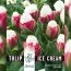 Тюльпан Ice Cream (Брендовые луковицы KAPITEYN®) фото