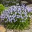 Ифейон Uniflorum фото