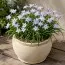 Ифейон Uniflorum фото