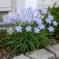 Ифейон Wisley Blue фото
